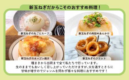 新玉ねぎ 約10kg  訳あり 玉ねぎ たまねぎ 国産たまねぎ 春玉ねぎ サイズ混合玉ねぎ 産地直送たまねぎ 産直玉ねぎ 季節限定たまねぎ【2026年2月中旬～3月上旬発送】【木戸口菜園】