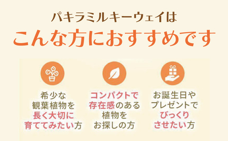 パキラ ミルキーウェイ 実生苗 斑入り 2.5号 ポット 栽培苗 ベージュ系素焼き鉢