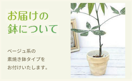 パキラ ミルキーウェイ 実生苗 斑入り 2.5号 ポット 栽培苗 ベージュ系素焼き鉢