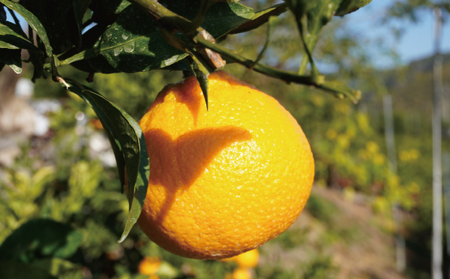 先行予約 不知火 約4kg 15個前後 2026年2月上旬から3月下旬発送予定 ひでみかん