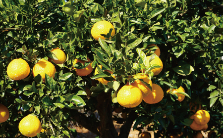 先行予約 不知火 約4kg 15個前後 2026年2月上旬から3月下旬発送予定 ひでみかん