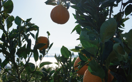 先行予約 不知火 約4kg 15個前後 2026年2月上旬から3月下旬発送予定 ひでみかん