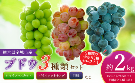先行予約【2026年8月下旬から2026年9月上旬頃発送】 ブドウ 2～3種類セット 約2kg