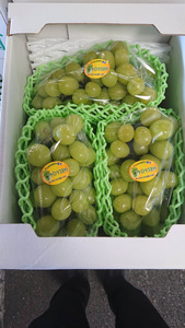 先行予約 シャインマスカット 約1.8kg 【2房～5房】【2026年7月下旬〜8月下旬頃順次発送予定】