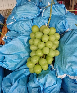 先行予約 シャインマスカット 約1.8kg 【2房～5房】【2026年7月下旬〜8月下旬頃順次発送予定】