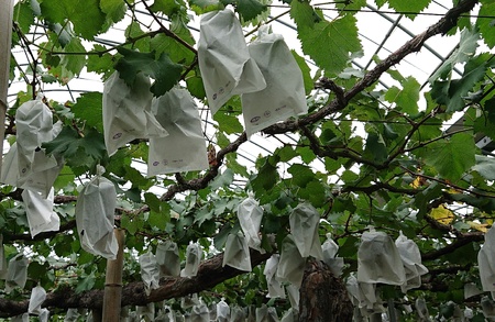 先行予約 シャインマスカット 約1.8kg 【2房～5房】【2026年7月下旬〜8月下旬頃順次発送予定】