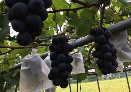 【先行予約】 巨峰 約4kg 10房 【2026年8月上旬-2026年8月下旬発送予定】