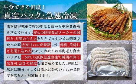 車海老 瞬間冷凍 海老 500g (18~26尾) 戸馳島産 車海老