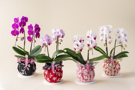 蘭 ミディ胡蝶蘭 華あかり 2本立ち