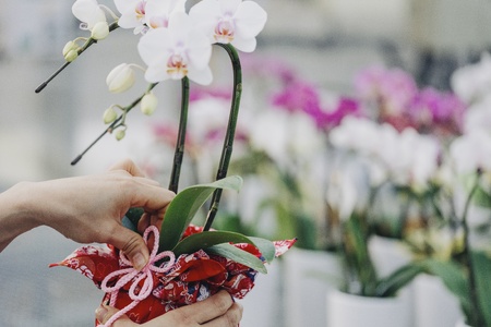 蘭 ミディ胡蝶蘭 華あかり 2本立ち