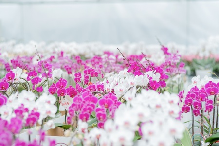 蘭 ミディ胡蝶蘭 華あかり 2本立ち