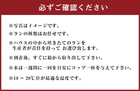 胡蝶蘭 熊本県産 ミディ胡蝶蘭 2本立ち 蘭 ラン 洋蘭 観賞用 贈答用 和モダン インテリア 植物 コチョウラン ミディ胡蝶蘭 KouBou 大地 2本立ち 洋蘭 観賞用 贈答用 植物