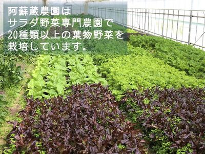 【定期便 全12回】サラダ野菜セット～3～5品種を毎月お届け～