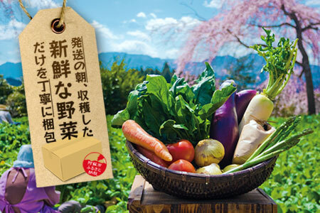 【定期便 全3回】畑から直送  季節のお野菜セット Lサイズ 