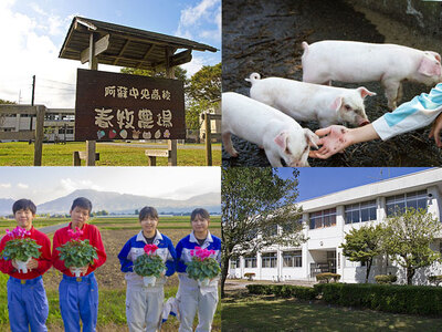 【期間限定】阿蘇の高校生が愛情込めて育てたシクラメン（5号鉢)