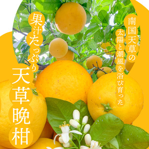 S149-002_あまくさ晩柑 約10kg【先行受付】