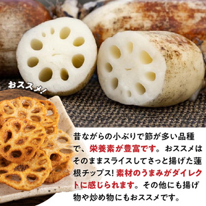 S089-010_天草 高浜蓮根 約3キロ