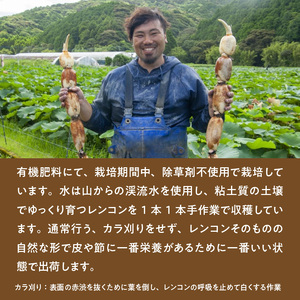 S089-010_天草 高浜蓮根 約3キロ