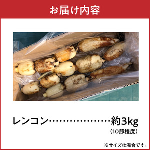 S089-010_天草 高浜蓮根 約3キロ