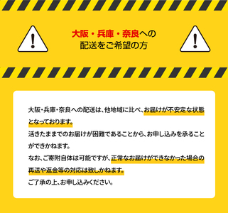 S010-082_活き車海老「やまと車海老」500g 〈先行受付〉