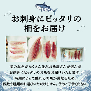 S121-T02_【隔月 6回お届け】天草天然鮮魚を直送 お刺身用柵定期便