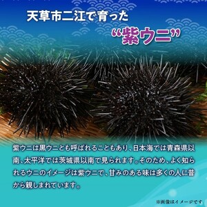 S157-012_天草二江の天然紫うに 100g