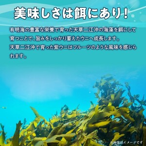 S157-012_天草二江の天然紫うに 100g