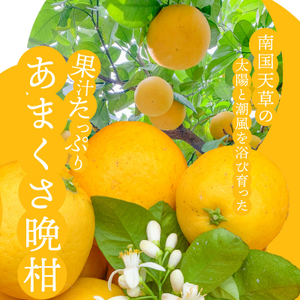 S149-003_あまくさ晩柑 約5kg【先行受付】