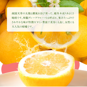 S149-003_あまくさ晩柑 約5kg【先行受付】