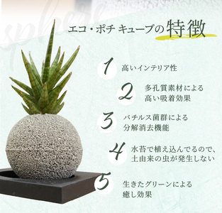 S060-115_エコ・ポチ　スフィア・ミニグレー　サンスベリア