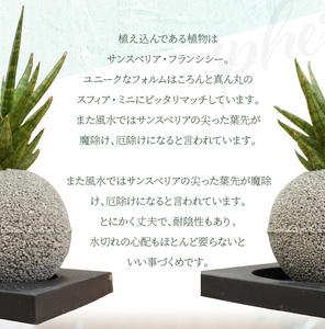 S060-115_エコ・ポチ　スフィア・ミニグレー　サンスベリア