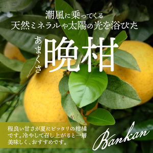 S153-003_熊本県天草産木成りあまくさ晩柑 約8kg