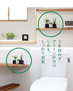 S060-077A_エコ・ポチ チムニー 黒 パキラ 観葉植物 / 観葉植物 インテリア グリーン パキラ