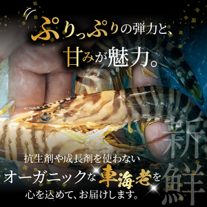 S010-004_活き車海老「やまと車海老」300g〈先行予約〉 / 【着日指定】 高評価 活き車海老 やまと車海老 300ｇ 車海老 海老 海鮮 魚介類 新鮮 鮮度抜群 プリプリ 食感 甘味 魅力 自然に近い 養殖 目指す 踊り食い 塩焼き 天ぷら エビフライ エスニック料理 常温 お取り寄せ 熊本県 送料無料