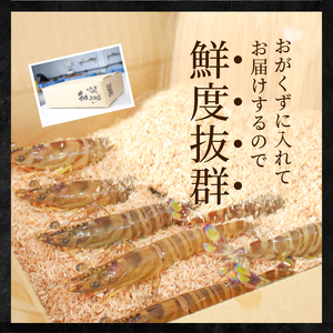 S010-004_活き車海老「やまと車海老」300g〈先行予約〉 / 【着日指定】 高評価 活き車海老 やまと車海老 300ｇ 車海老 海老 海鮮 魚介類 新鮮 鮮度抜群 プリプリ 食感 甘味 魅力 自然に近い 養殖 目指す 踊り食い 塩焼き 天ぷら エビフライ エスニック料理 常温 お取り寄せ 熊本県 送料無料