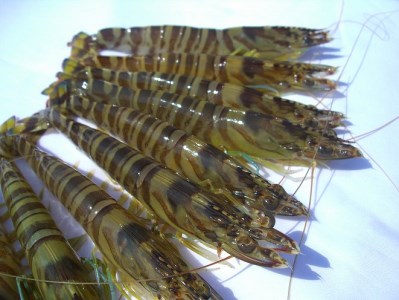 S010-046_急速凍結車海老「金銀の車えび」200g / 急速凍結 車海老 金銀