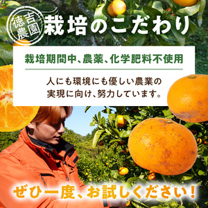 S178-003_青島温州みかん 約5kg