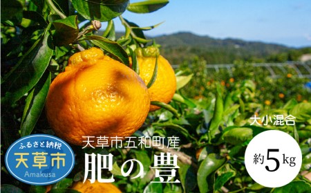 S097-002A_天草市五和町産　肥の豊　約5kg〈先行予約〉 / 天草市五和町産 肥の豊 5kg 不知火