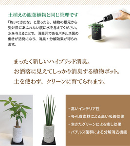 S060-079A_エコ・ポチ チムニー　黒 サンスベリア・バキュラリス / 観葉植物 インテリア グリーン サンスベリア