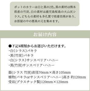 S060 039 エコ ポチ シリンダー パキラorサンスベリア ハニー 熊本県天草市 ふるさと納税サイト ふるなび S060 039 エコ ポチ シリンダー パキラorサンスベリア ハニー 熊本県天草市 ふるさと納税サイト ふるなび