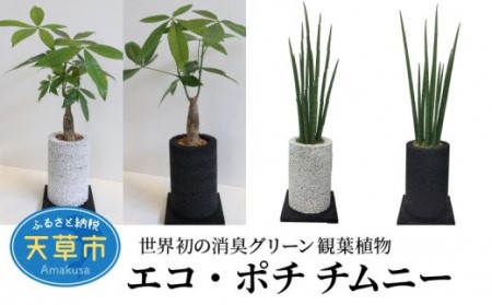S060 007 エコ ポチ チムニー 観葉植物 熊本県天草市 ふるさと納税サイト ふるなび