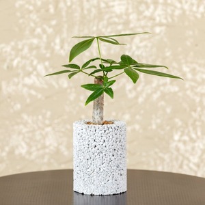 S060-091A_エコ・ポチ シリンダー パキラ　白（シラス）