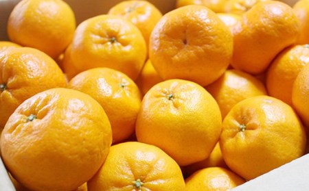 ガンコ農家のこだわりぽんかん 5kg