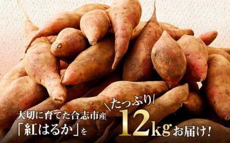 【訳あり】 紅はるか 家庭向け さつまいも 約12kg 1箱 常温 【2024年10月下旬発送開始 予約受付】