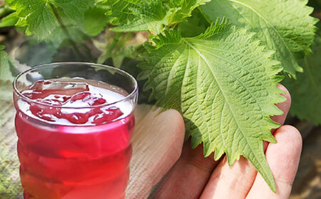 吉川農園 青紫蘇伝説720ml 濃縮しそドリンク 2本セット ジュース[AYAB014]