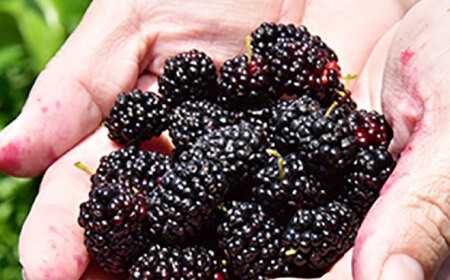 峯樹木園 桑の実ジュース 500ml ジュース[AYAB016]