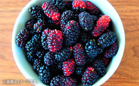 峯樹木園 桑の実ジュース 500ml ジュース[AYAB016]