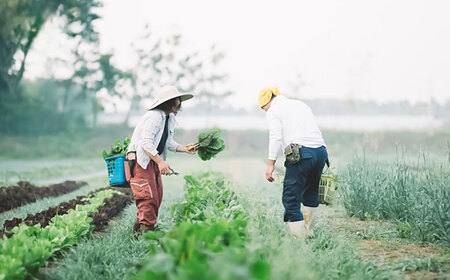 【年内発送は12月14日ご入金分まで！】うさぎ農園 玉ねぎドレッシング 3本セット ドレッシング[AYAB046]