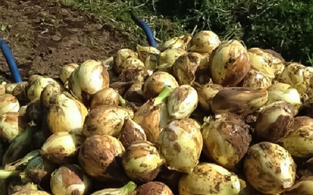 【年内発送は12月14日ご入金分まで！】うさぎ農園 玉ねぎドレッシング 3本セット ドレッシング[AYAB046]