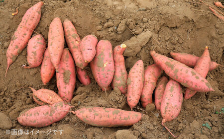 【先行予約】 訳あり 数量限定 紅はるか さつまいも 約10kg 1箱 紅はるか[AYAJ005]